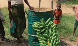 国产超级大香蕉,揭秘我国农业科技新成果