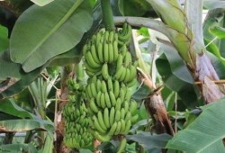 大香蕉国产在线观看,揭秘热门影视资源背后的故事