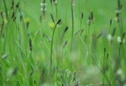 cao国产,历史、文化与现代发展的交融画卷